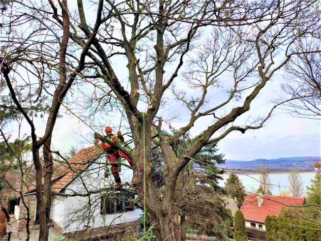 fakivágás alpintechnikával Vászoly, fakivagas alpintechnikaval vaszoly