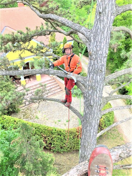 fakivágás Vászoly, fakivagas vaszoly