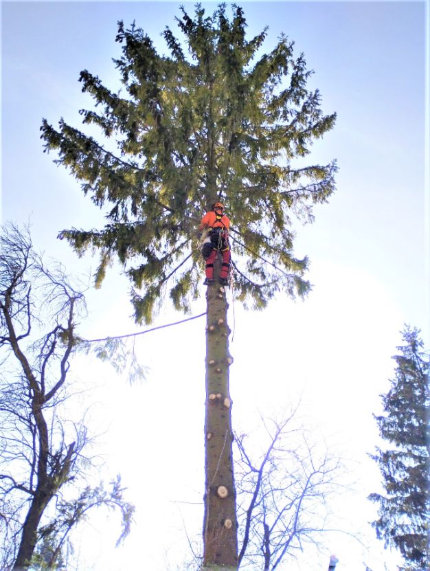 fakivágás alpintechnikával Vászoly, fakivagas alpintechnikaval vaszoly