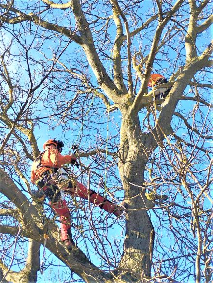 fakivágás alpintechnikával Vászoly, fakivagas alpintechnikaval vaszoly