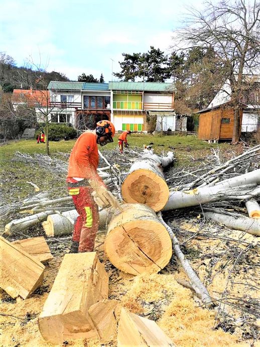 fadöntés Vászoly, fadontes vaszoly