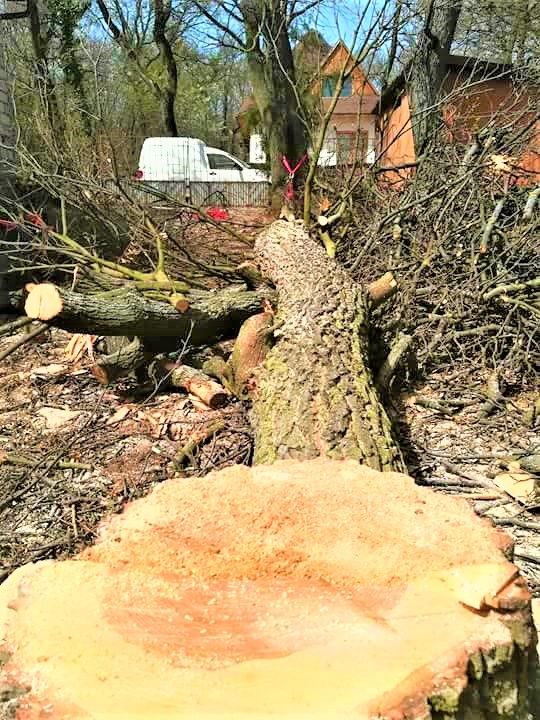 fakidöntés Vászoly, fakidontes vaszoly